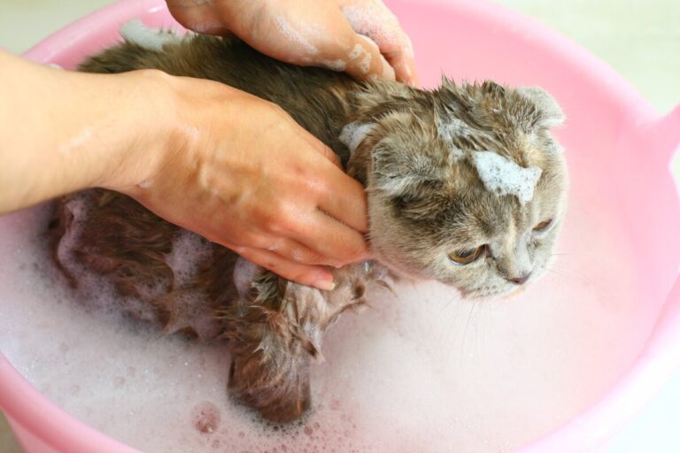 Bañar gatos de manera sencilla y sin complicaciones: Guía completa