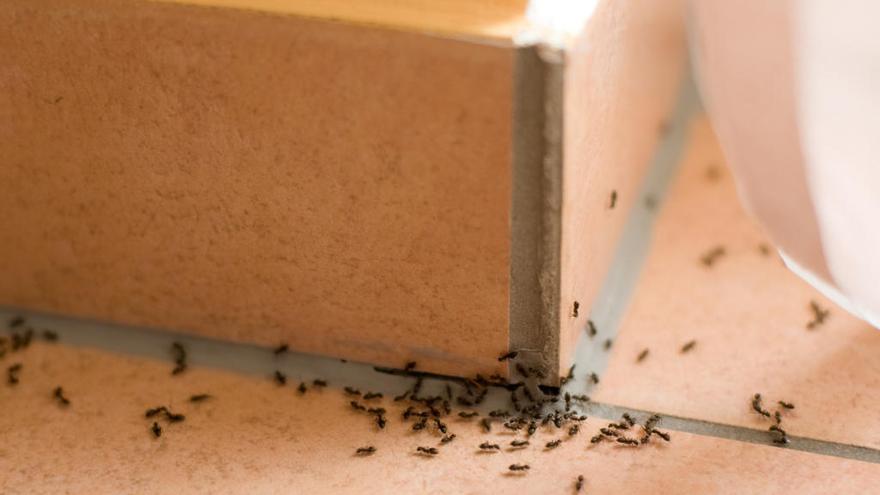 elimina-hormigas-en-casa-con-estos-ingeniosos-trucos-caseros