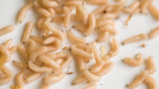 Elimina los gusanos blancos en tu hogar de forma efectiva