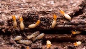 eliminar-termitas-soluciones-efectivas-para-tu-hogar