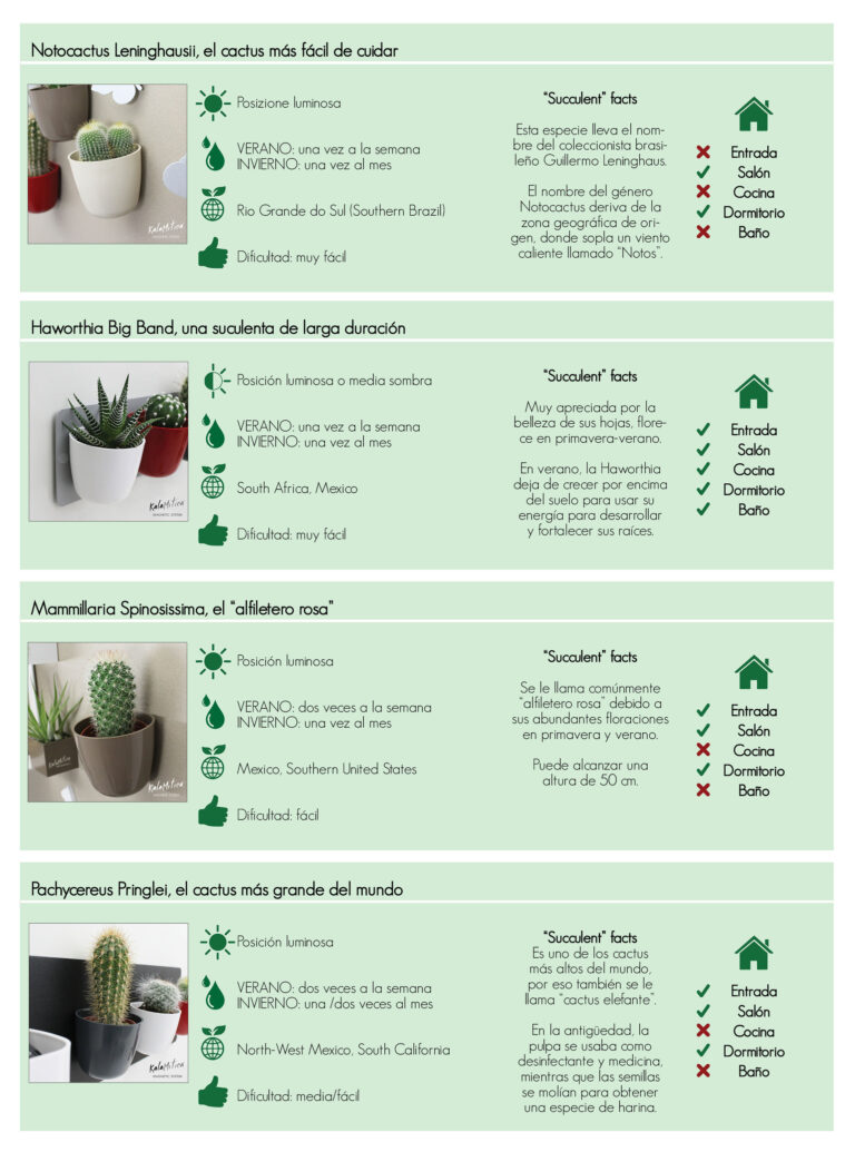 Guía definitiva para el cuidado de cactus y suculentas