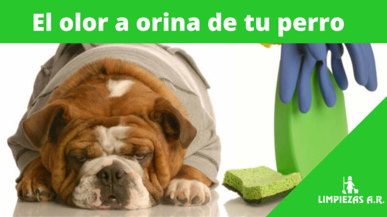 Mantén tu hogar impecable: Tips para limpiar la orina de tu mascota