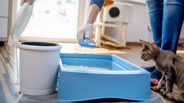 Método eficiente para limpiar la caja de arena de tu gato