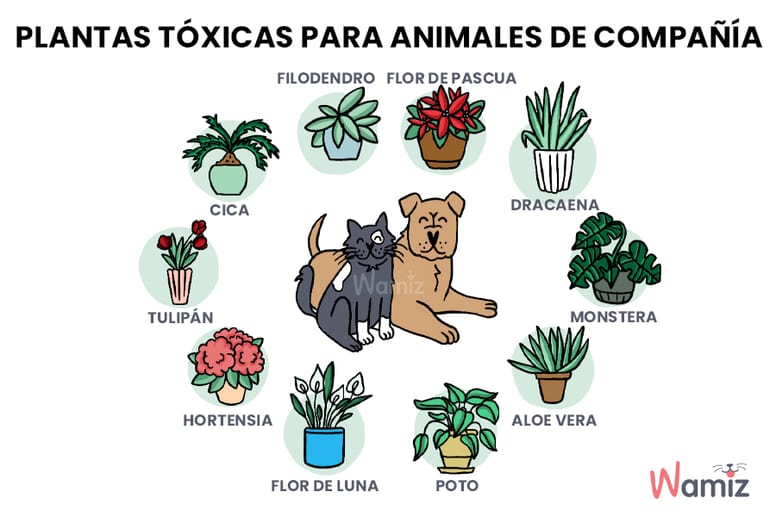 precauciones-y-proteccion-plantas-toxicas-para-mascotas