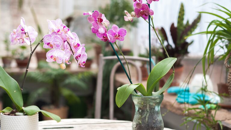 Riego y cuidado de orquídeas en floración: tips y consejos en casa.