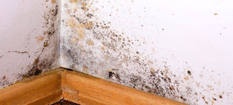 Tips efectivos para eliminar hongos del baño y quitar moho en techos y paredes
