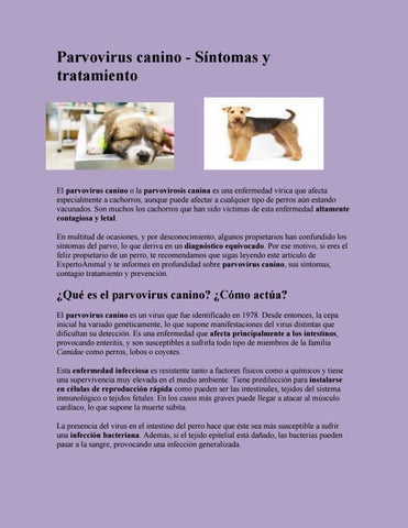 Tratamiento y prevención del Parvovirus en perros